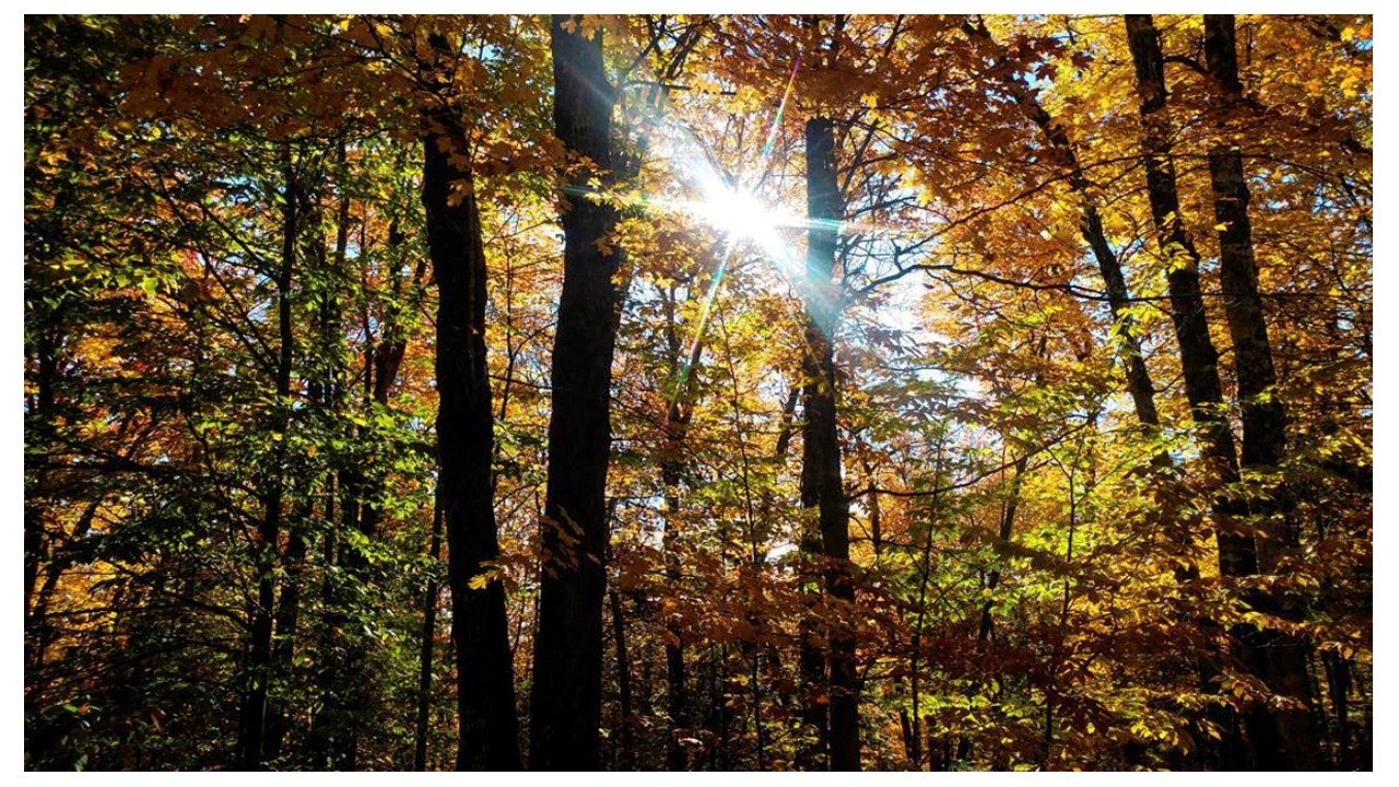 Replongez-vous dans les couleurs de l'automne grâce aux images de nos lecteurs