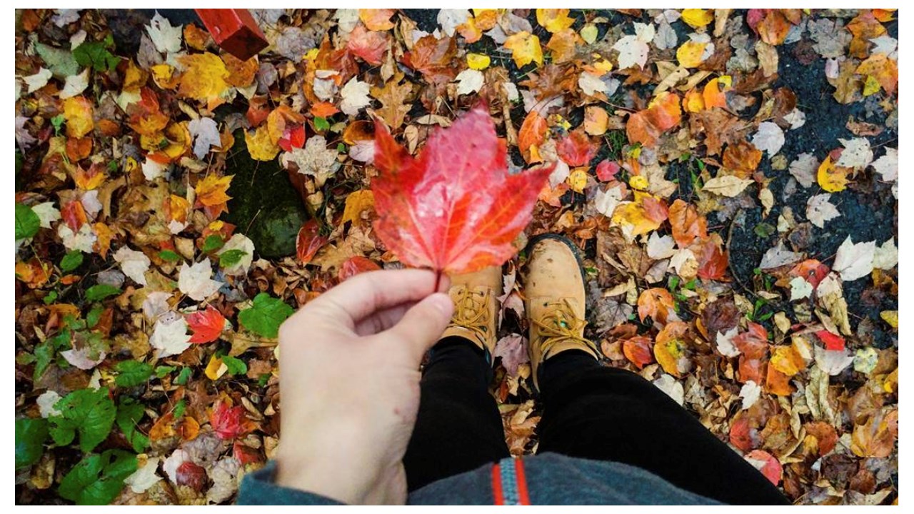 Replongez-vous dans les couleurs de l'automne grâce aux images de nos lecteurs