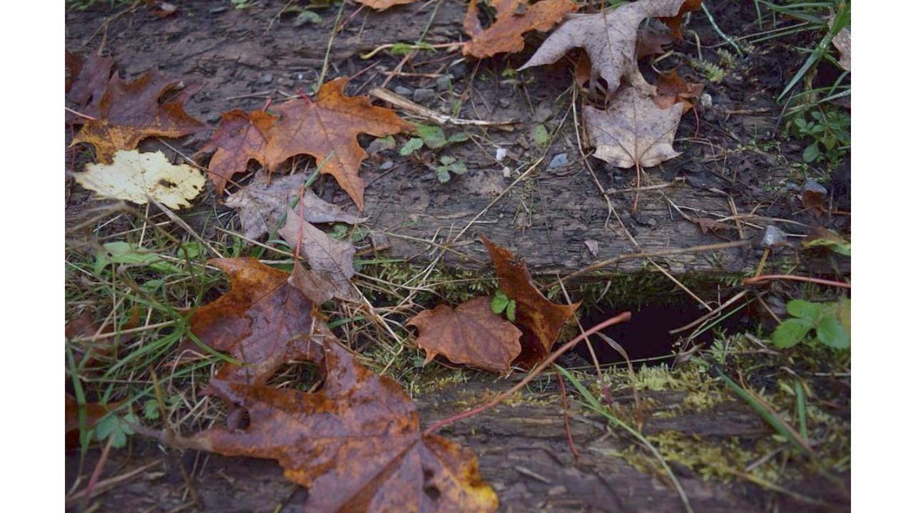 Replongez-vous dans les couleurs de l'automne grâce aux images de nos lecteurs