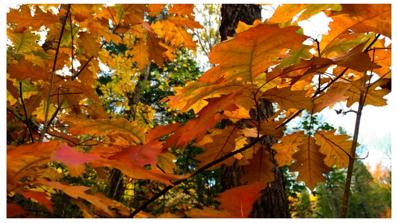 Replongez-vous dans les couleurs de l'automne grâce aux images de nos lecteurs