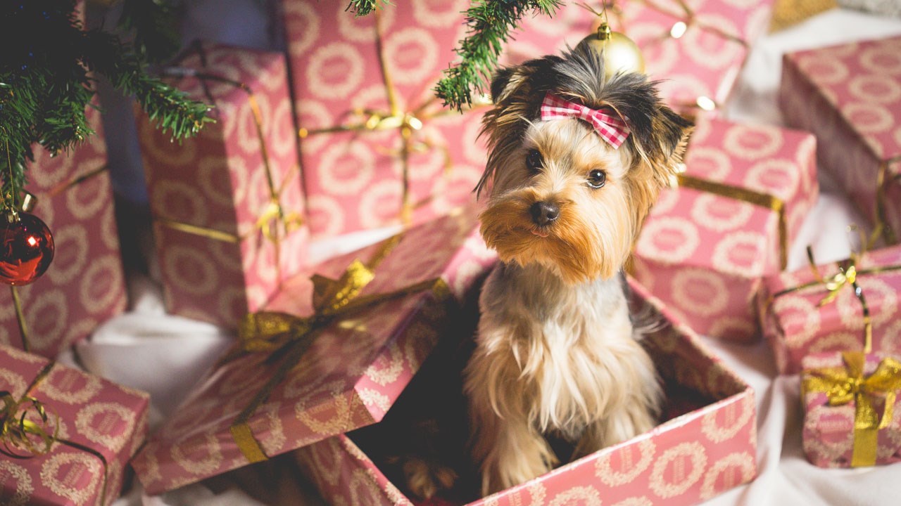 Les poinsettias sont toxiques pour les animaux. Le saviez-vous?
