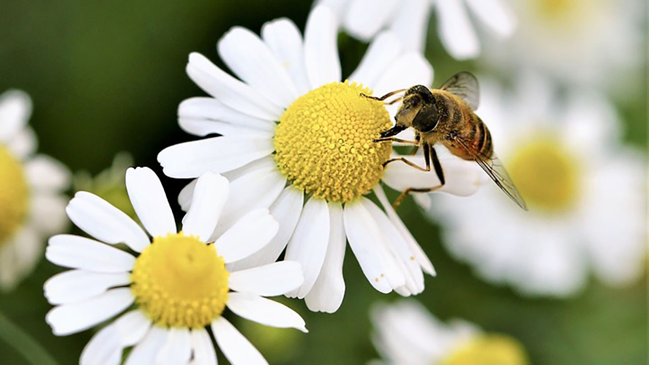 LETTRE OUVERTE I Un compromis sur les pesticides