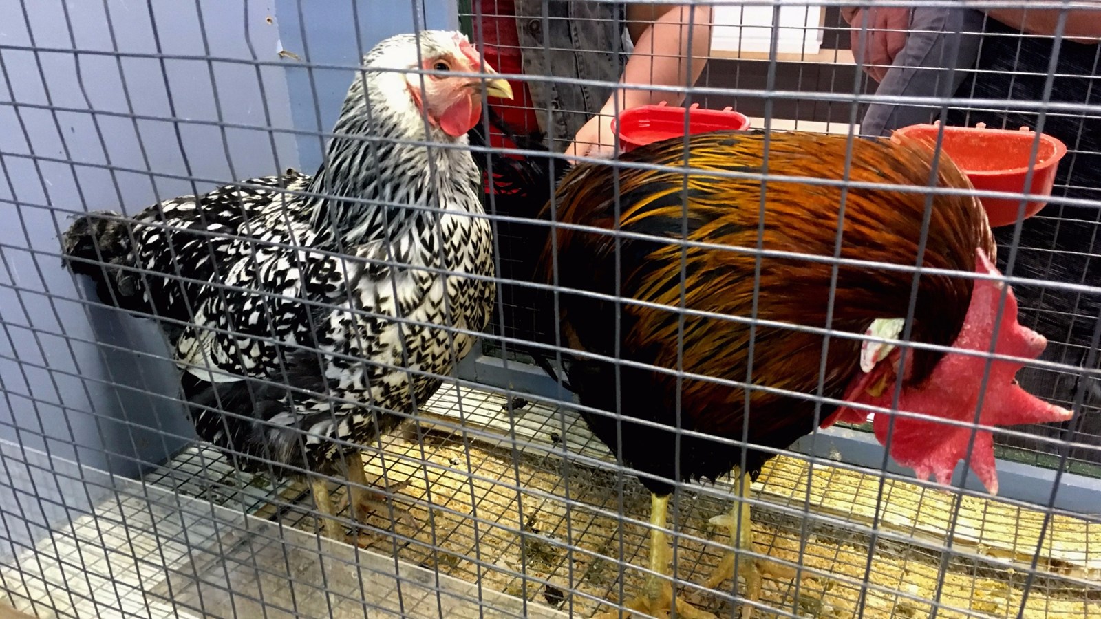 Succès pour la fermette de Pâques du Carrefour Saint-Georges