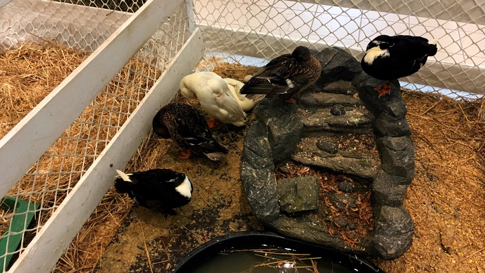 Succès pour la fermette de Pâques du Carrefour Saint-Georges