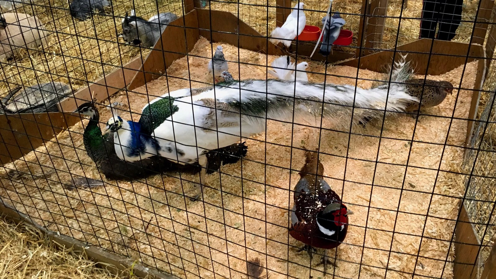 Succès pour la fermette de Pâques du Carrefour Saint-Georges