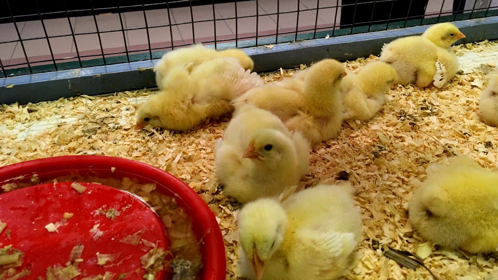 Succès pour la fermette de Pâques du Carrefour Saint-Georges