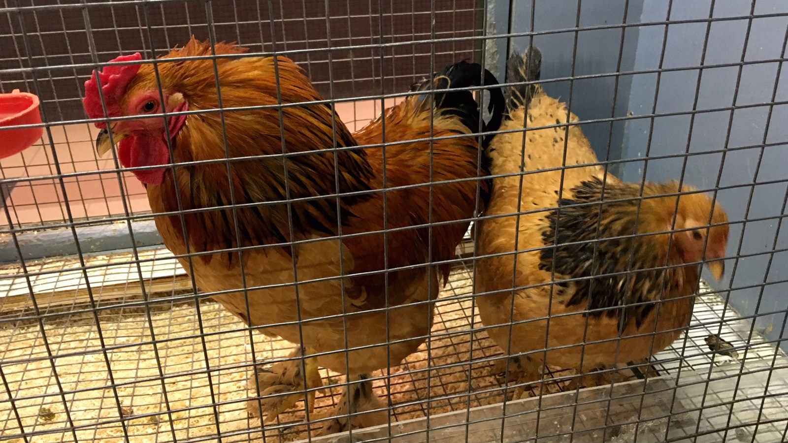 Succès pour la fermette de Pâques du Carrefour Saint-Georges