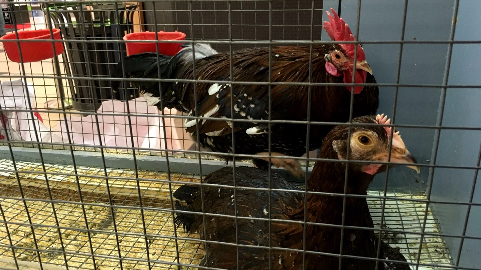 Succès pour la fermette de Pâques du Carrefour Saint-Georges