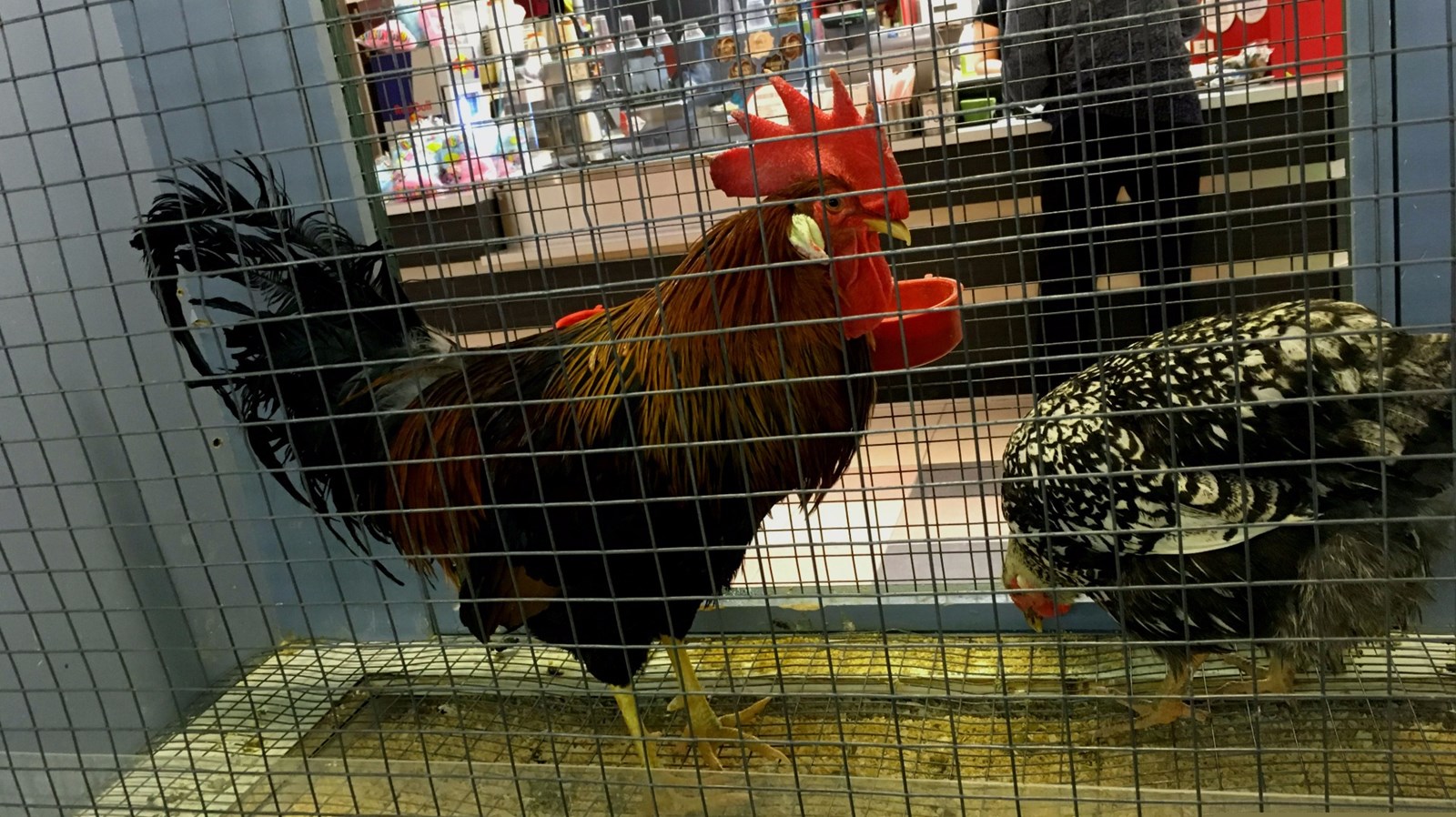Succès pour la fermette de Pâques du Carrefour Saint-Georges