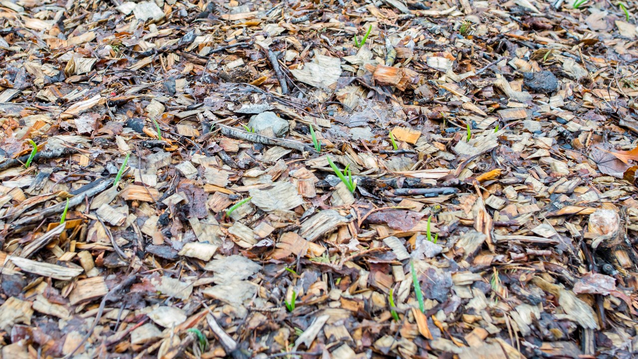 Parmi les plantes installées sur le site de permaculture du Cégep, les oignons d'Égypte commencent déjà à montrer le bout de leur nez.