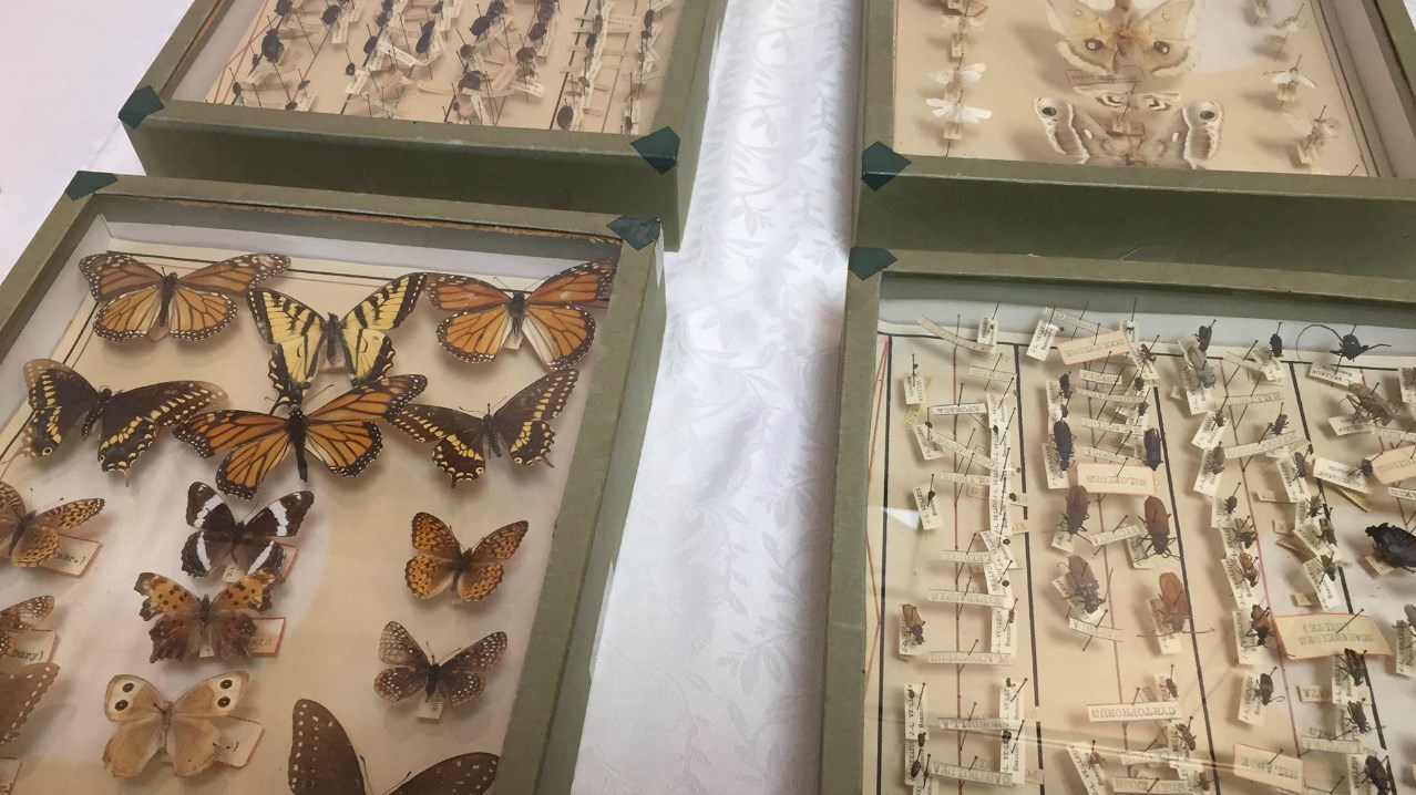 Jusqu'au 26 juin, une fascinante exposition d'insectes est présentée à la Bibliothèque de Beauceville.