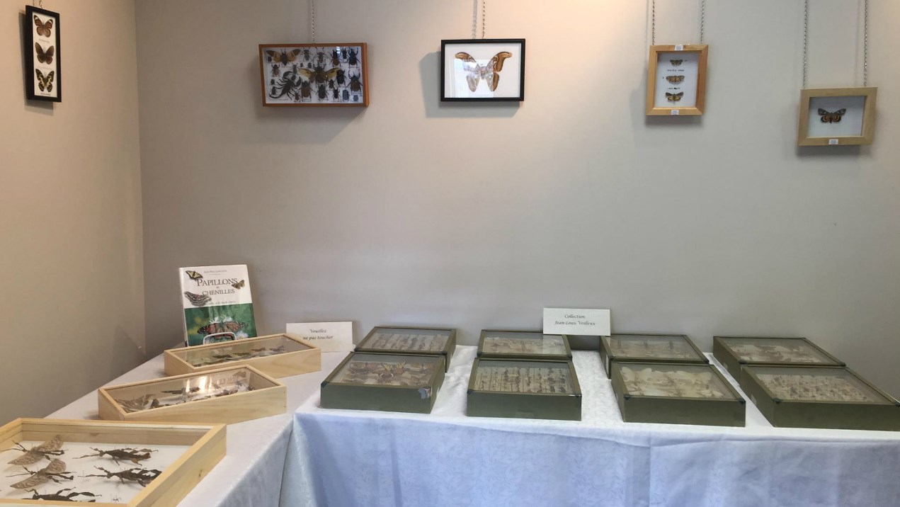 Une intrigante exposition d’insectes à la bibliothèque de Beauceville