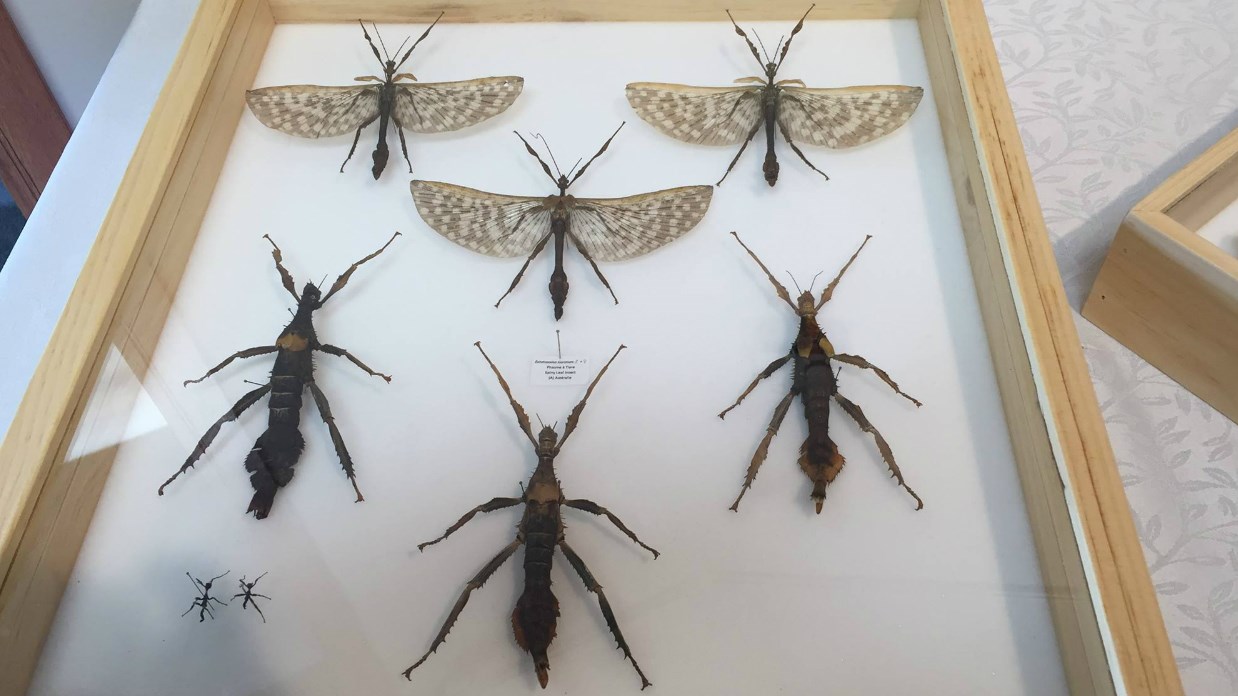 Une intrigante exposition d’insectes à la bibliothèque de Beauceville