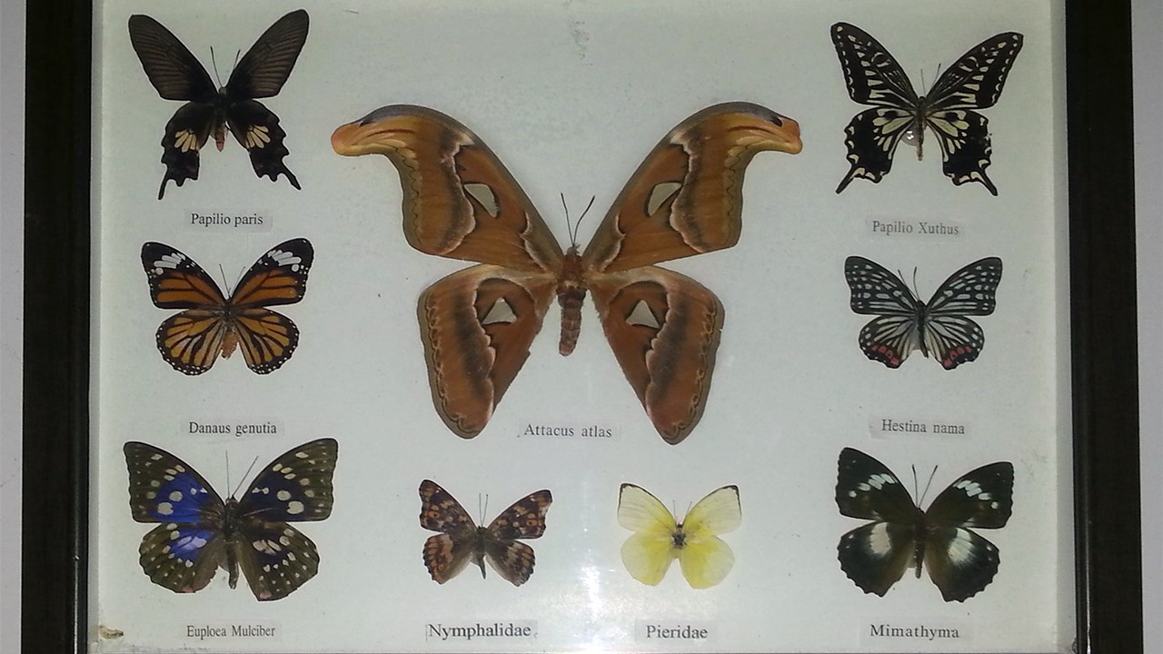 L’entomologiste et conférencier, Simon Landry, propose de découvrir la diversité de formes et de couleurs des insectes et des arachnides dans cette exposition.