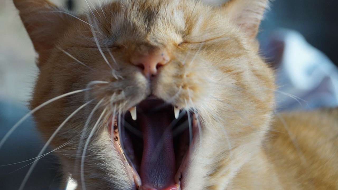 La santé dentaire de vos animaux – Partie 1