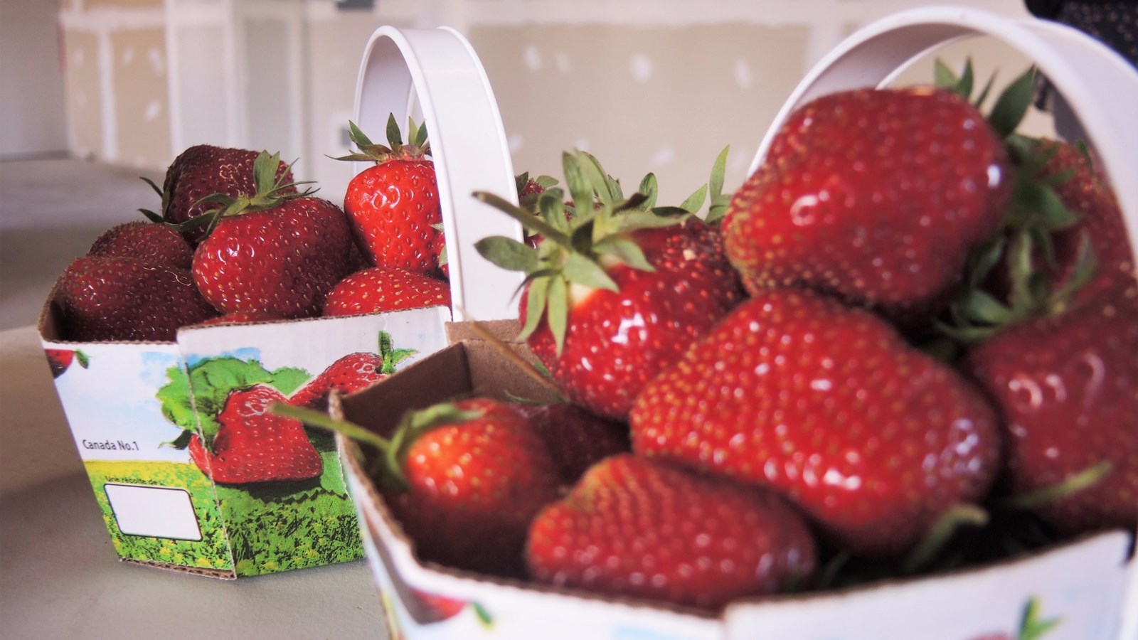 Les fraises de la Fraisière Bourque, située dans le secteur Saint-Jean-de-la-Lande à Saint-Georges.