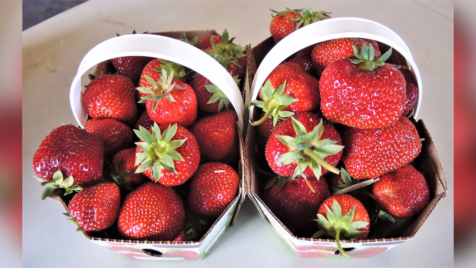 Les fraises de la Fraisière Bourque, située dans le secteur Saint-Jean-de-la-Lande à Saint-Georges.