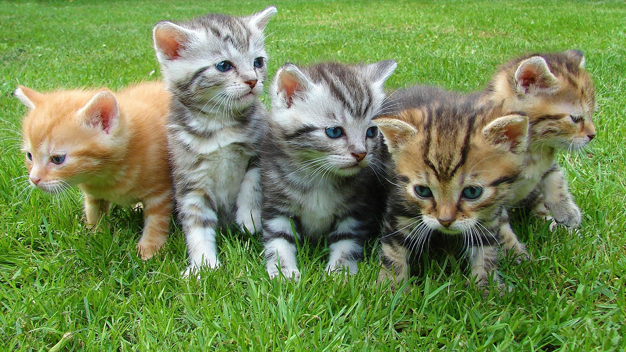 La stérilisation ​et la castration : des bienfaits reconnus sur la durée de vie de votre animal