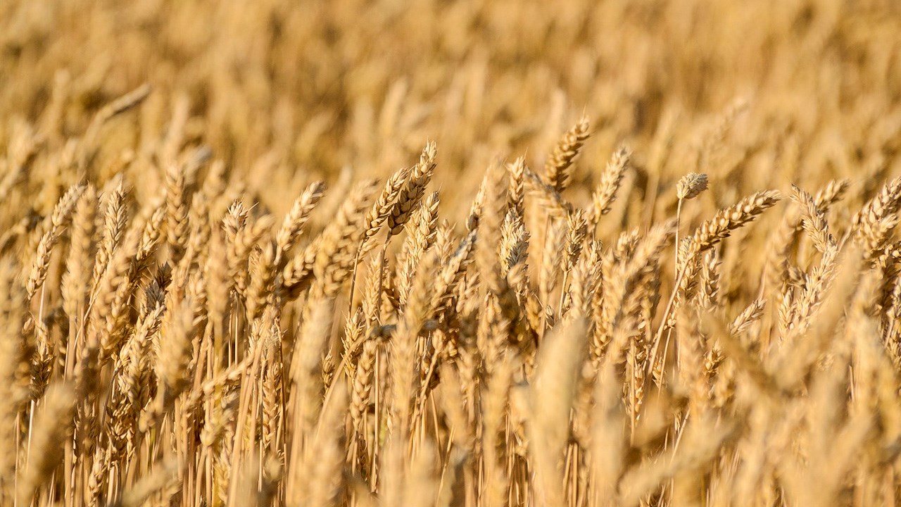 LE SAVIEZ-VOUS ? La Beauce tire son nom du « grenier à blé » de la France