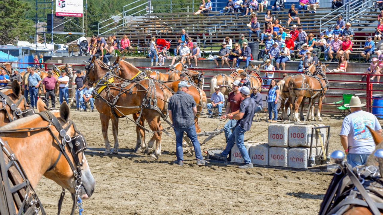 Un achalandage record aux Festivités Western de St-Victor, où Kaïn jouera ce soir