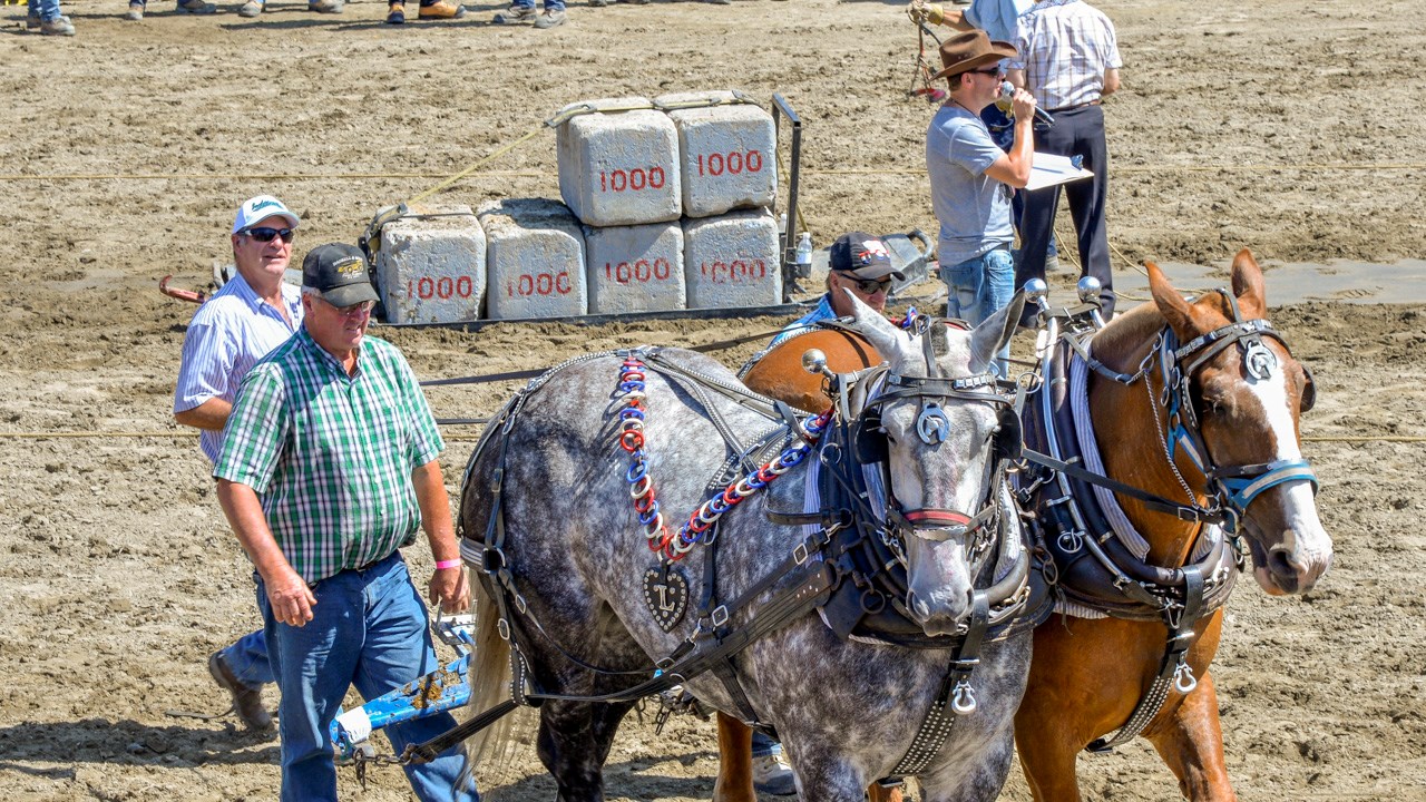 Un achalandage record aux Festivités Western de St-Victor, où Kaïn jouera ce soir
