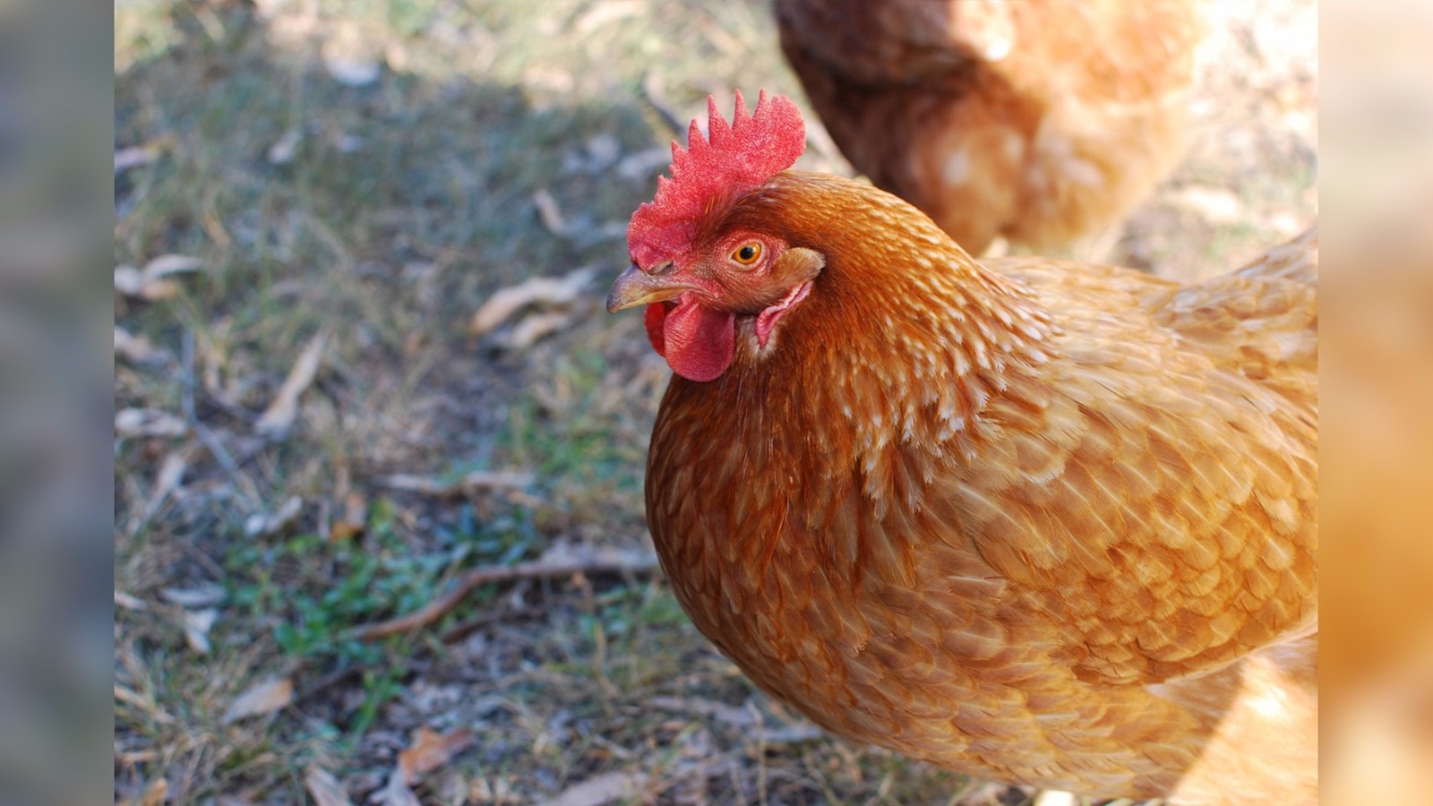Les amicales poules pondeuses vous attendent !