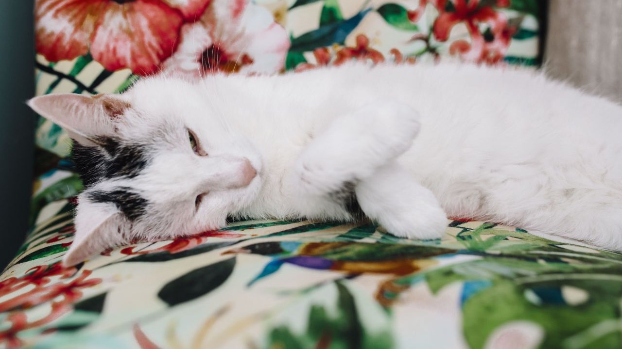 Le sida et la leucémie : ça existe aussi chez le chat !