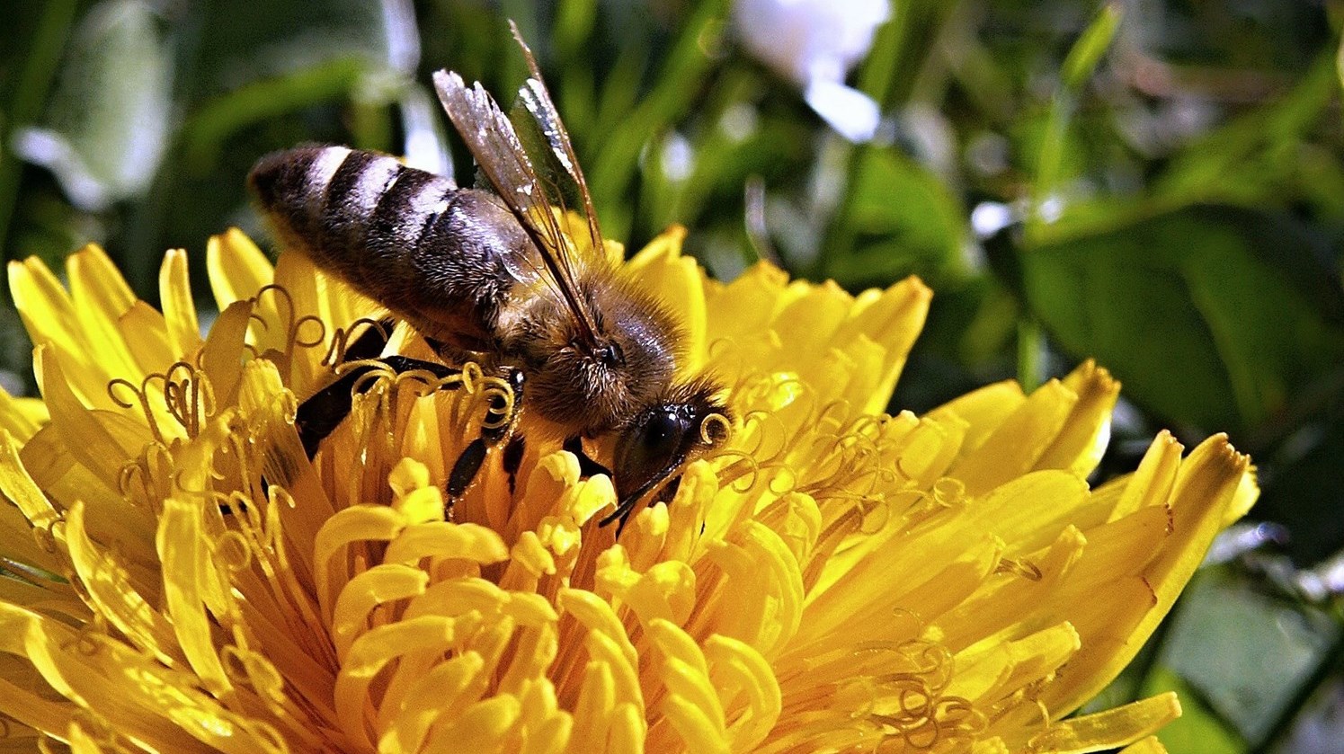 Le président des Producteurs de grains du Québec et agronome Christian Overbeek est d’avis que l’utilisation des néonicotinoïdes ne tue pas les abeilles.