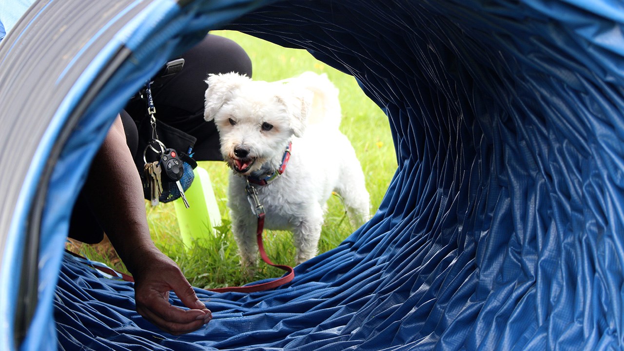 Marche canine Globalvet au profit de la SPA