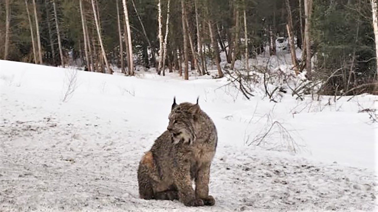 L'animal qui a été aperçu lors du lundi 22 janvier 2018 à Saint-Georges est un lynx du Canada.