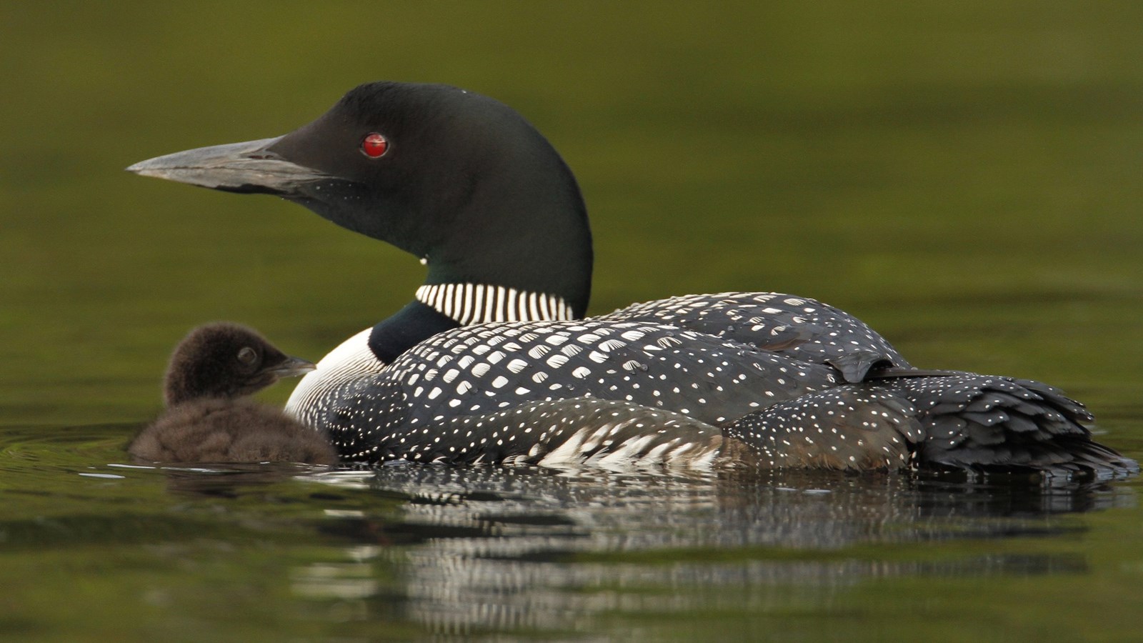 Plongeon huard