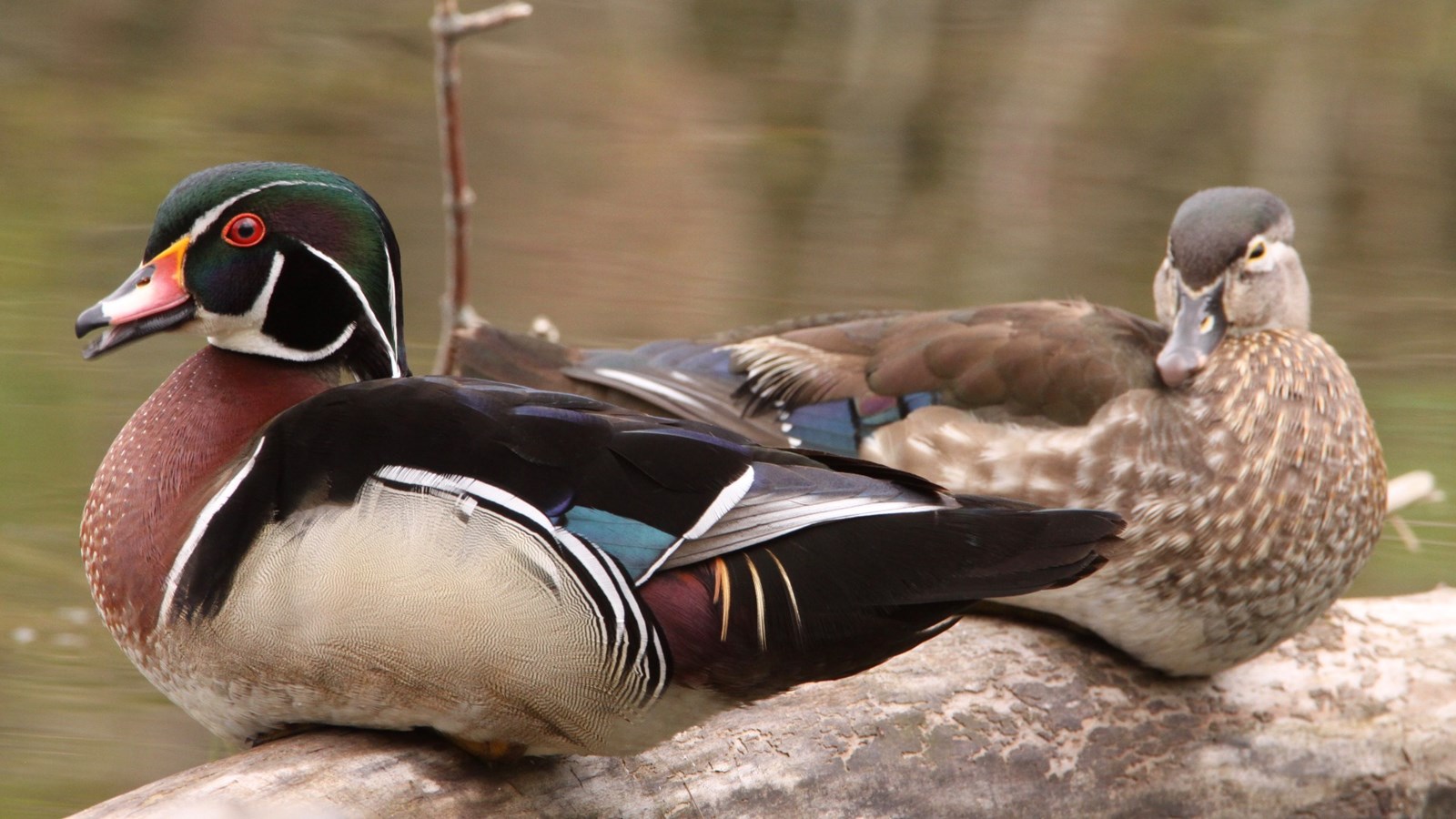 Canards branchus