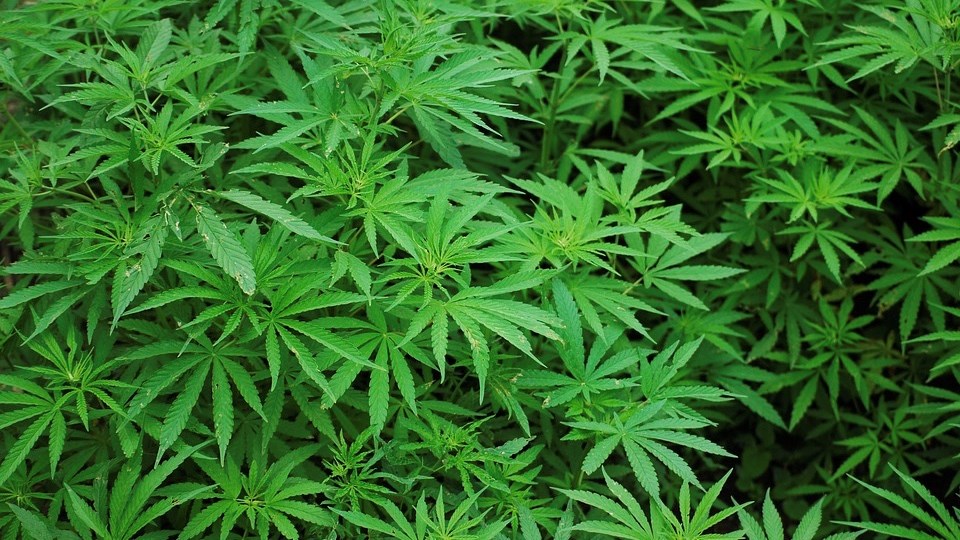 Légalisation du pot : Canam et Garaga dévoilent leur politique 