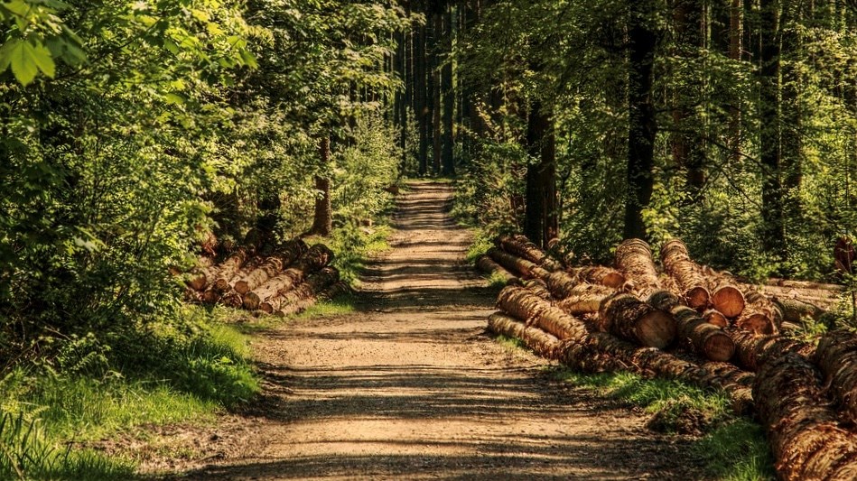 Le ministère des Forêts recherche des cueilleurs et des propriétaires de lots boisés