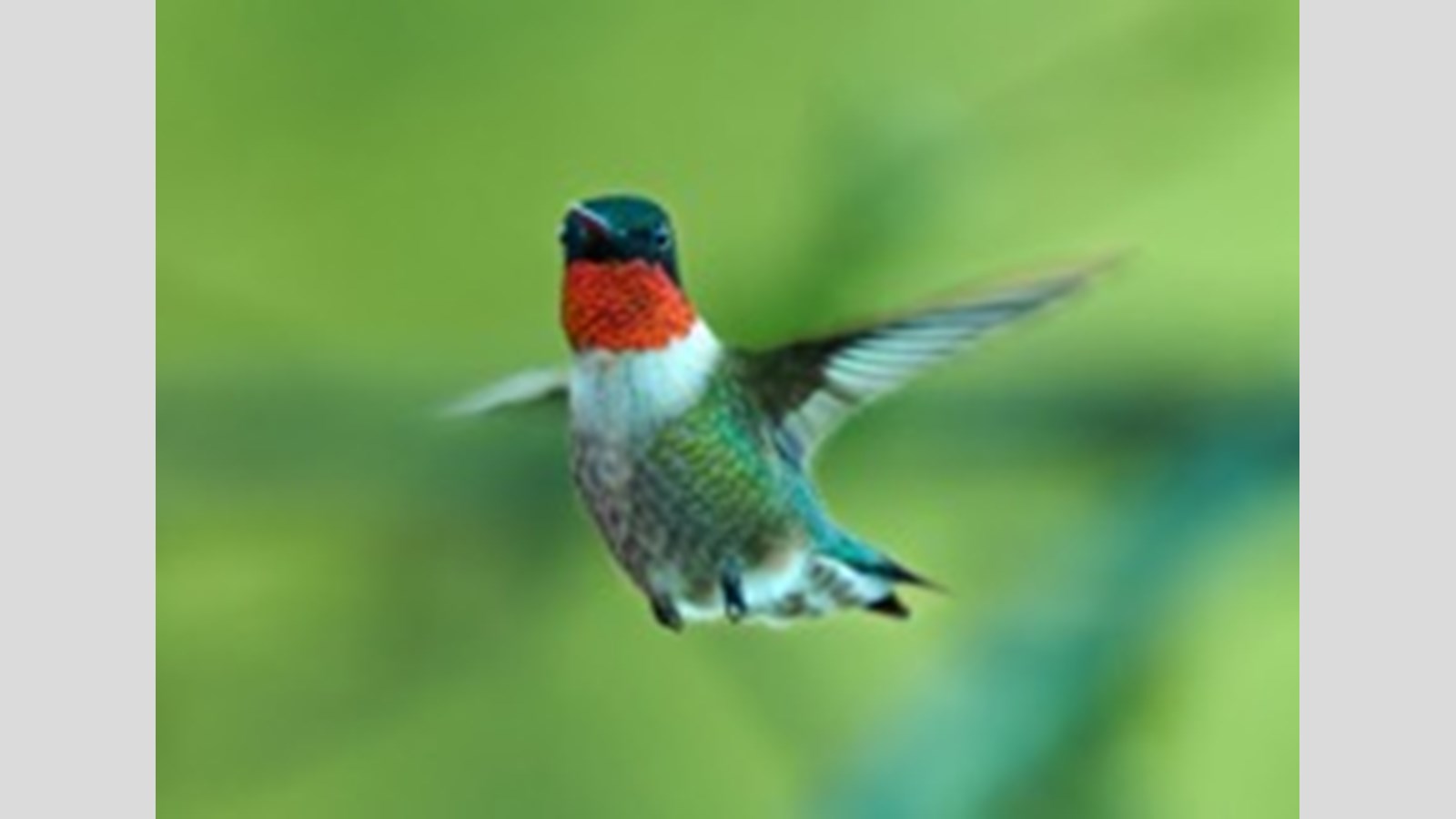 Mention spéciale : Yves Couture – Colibri, vitesse colorée