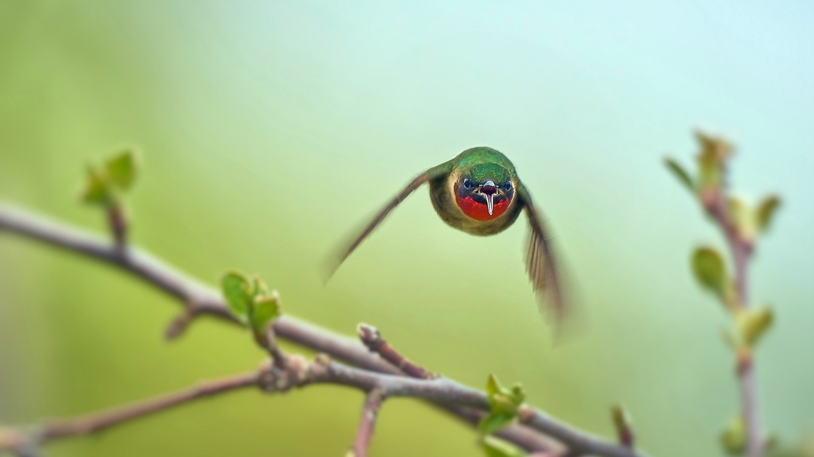 Photo1er prix : Yves Couture – J’ai faim, colibri