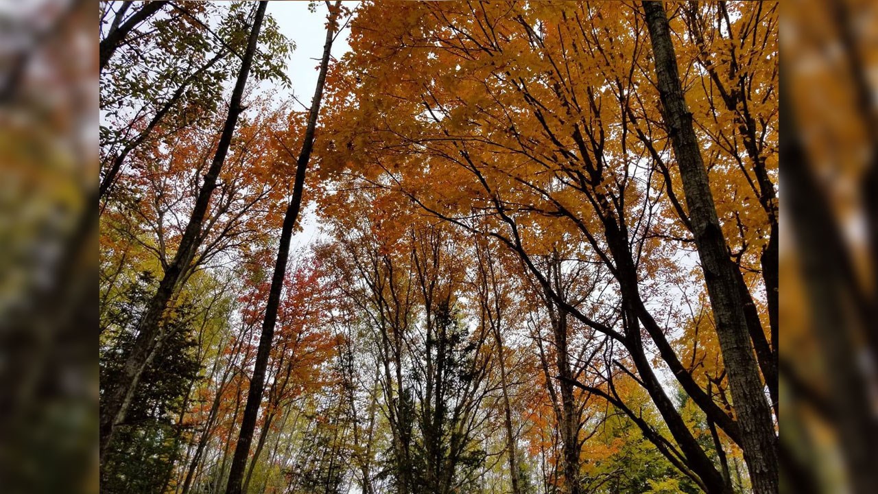 Immortaliser les beautés de l'automne : les photos de nos lecteurs