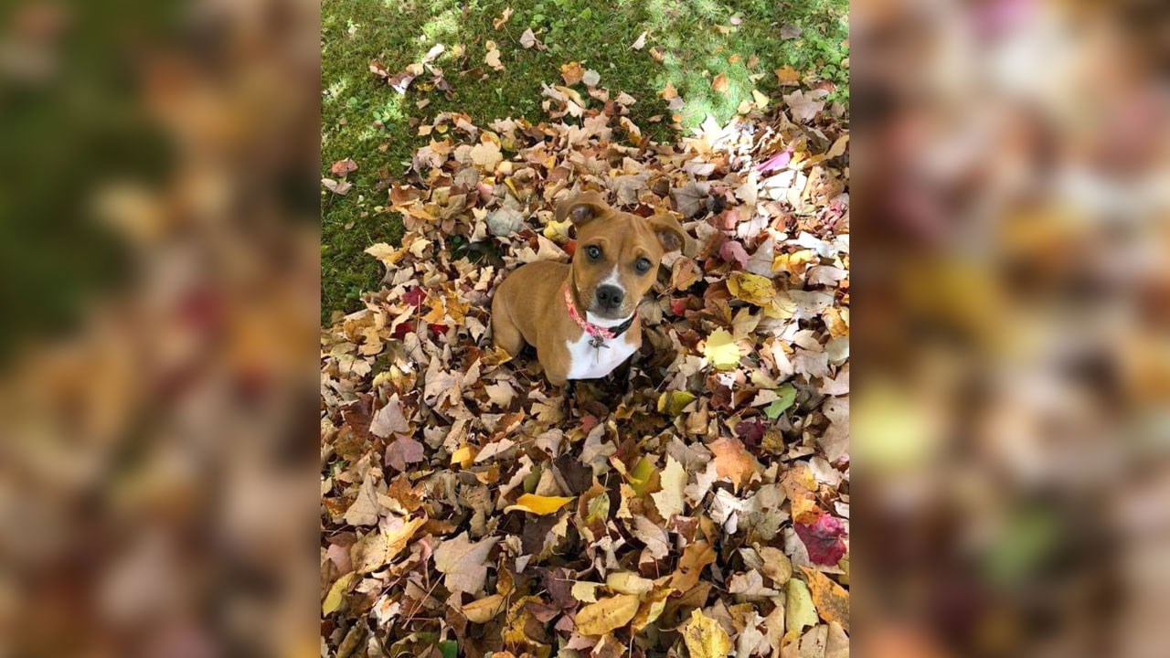 Immortaliser les beautés de l'automne : les photos de nos lecteurs