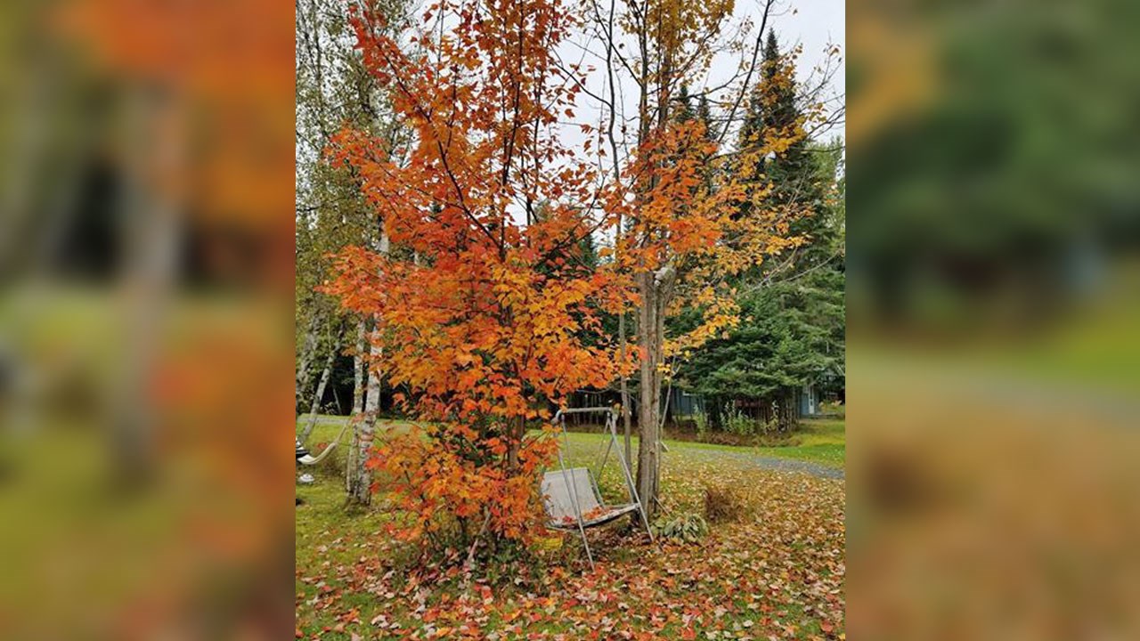 Immortaliser les beautés de l'automne : les photos de nos lecteurs