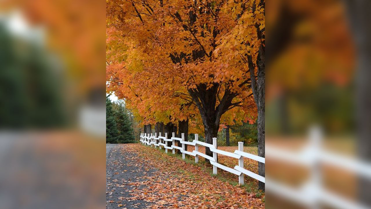 Immortaliser les beautés de l'automne : les photos de nos lecteurs