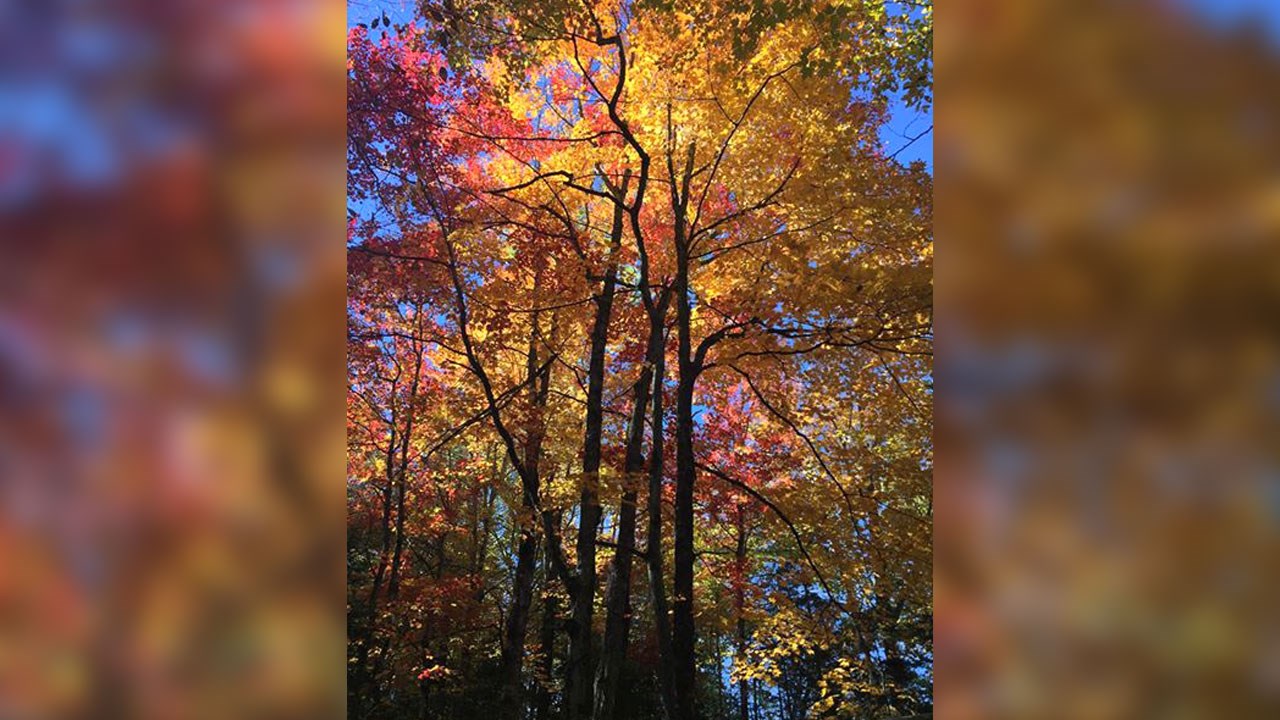 Immortaliser les beautés de l'automne : les photos de nos lecteurs