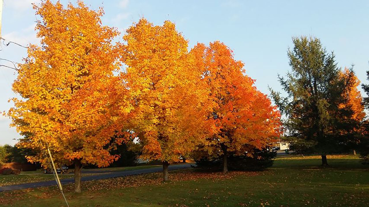 Immortaliser les beautés de l'automne : les photos de nos lecteurs