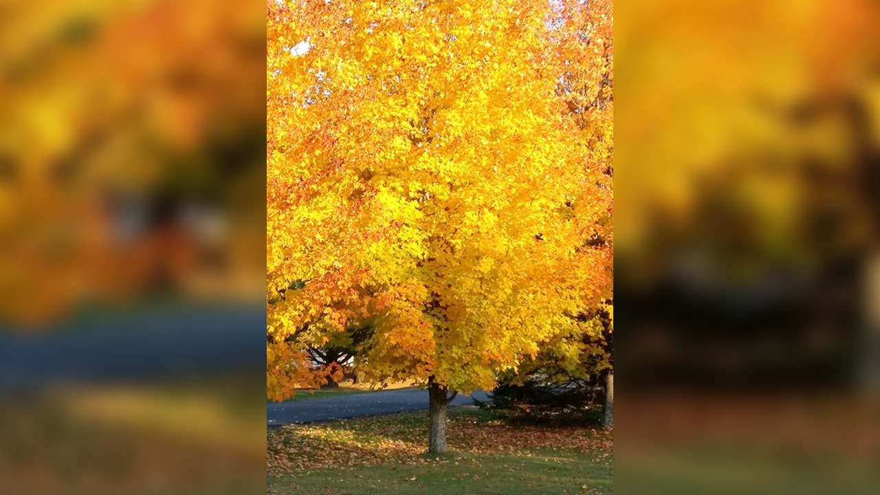 Immortaliser les beautés de l'automne : les photos de nos lecteurs