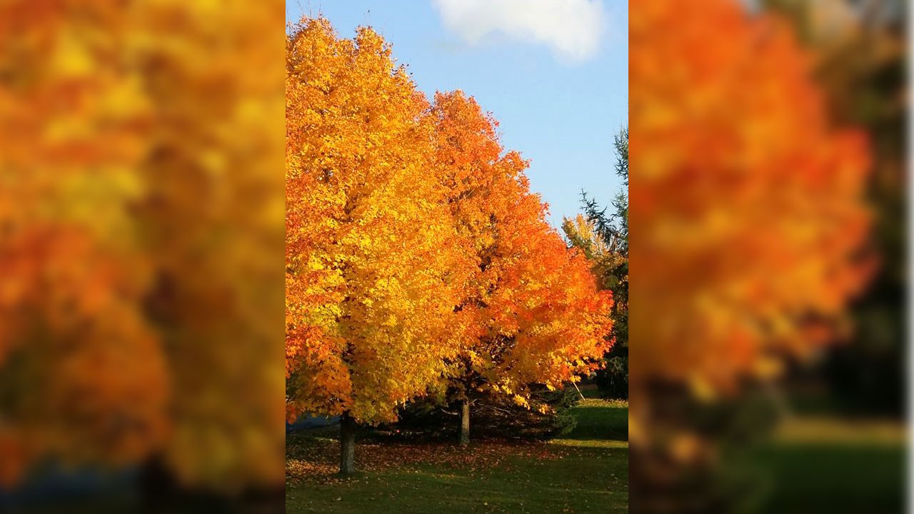 Immortaliser les beautés de l'automne : les photos de nos lecteurs