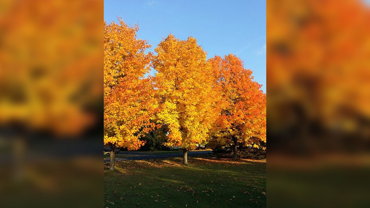 Immortaliser les beautés de l'automne : les photos de nos lecteurs