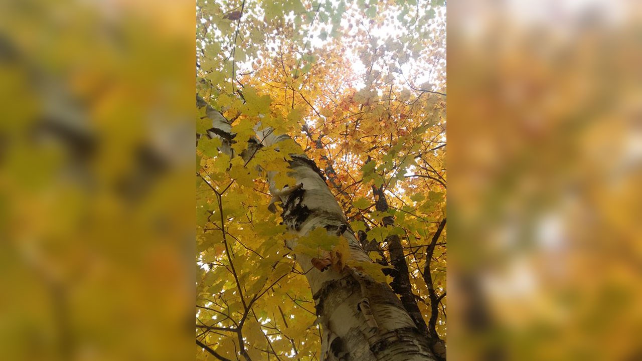Immortaliser les beautés de l'automne : les photos de nos lecteurs