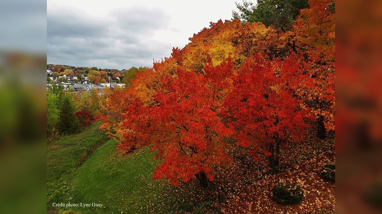 Immortaliser les beautés de l'automne : les photos de nos lecteurs