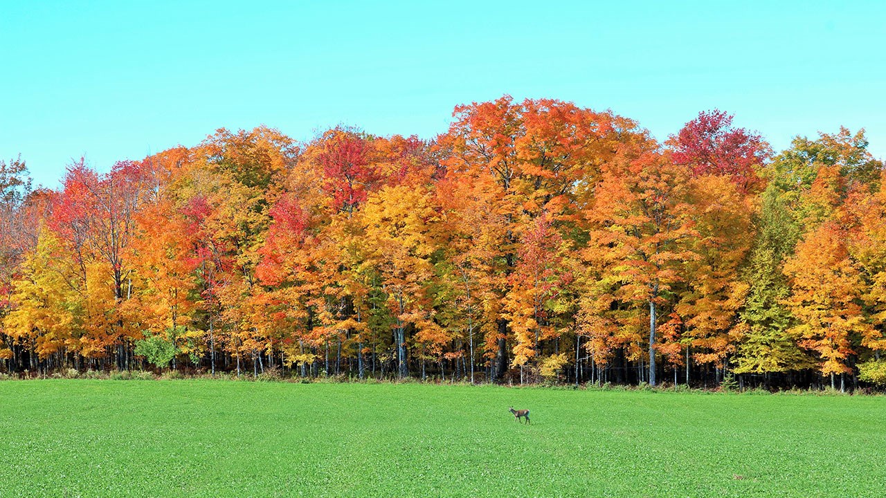Immortaliser les beautés de l'automne : les photos de nos lecteurs