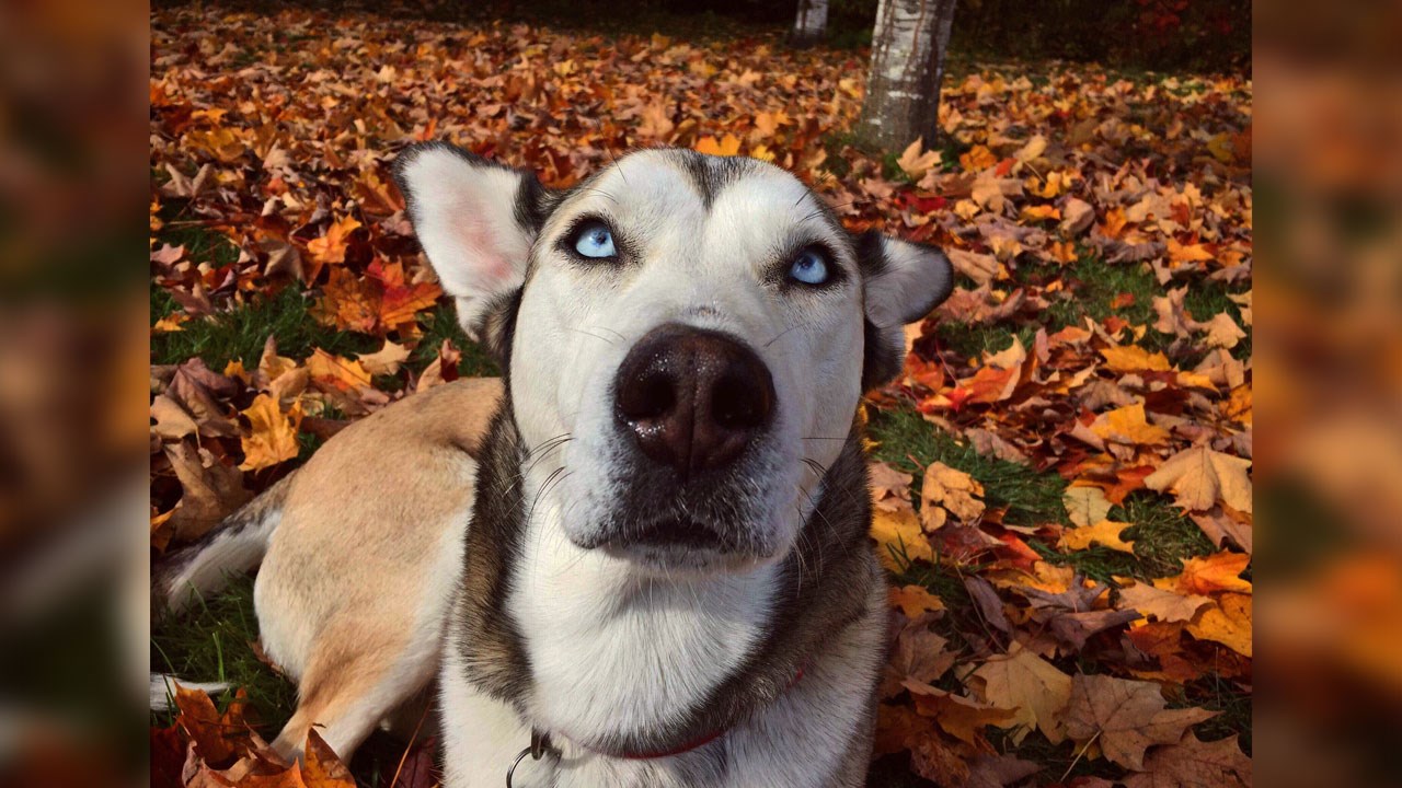 Immortaliser les beautés de l'automne : les photos de nos lecteurs