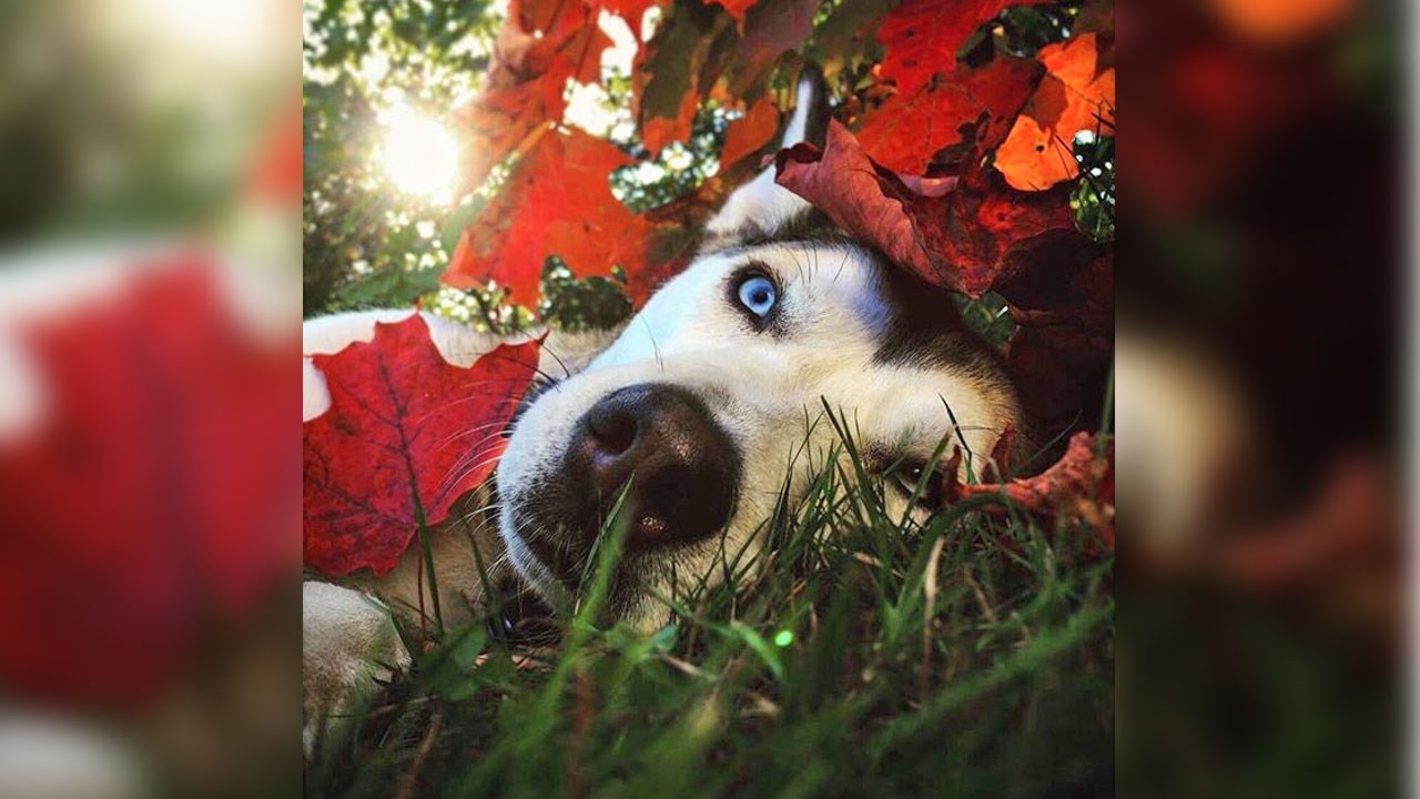 Immortaliser les beautés de l'automne : les photos de nos lecteurs